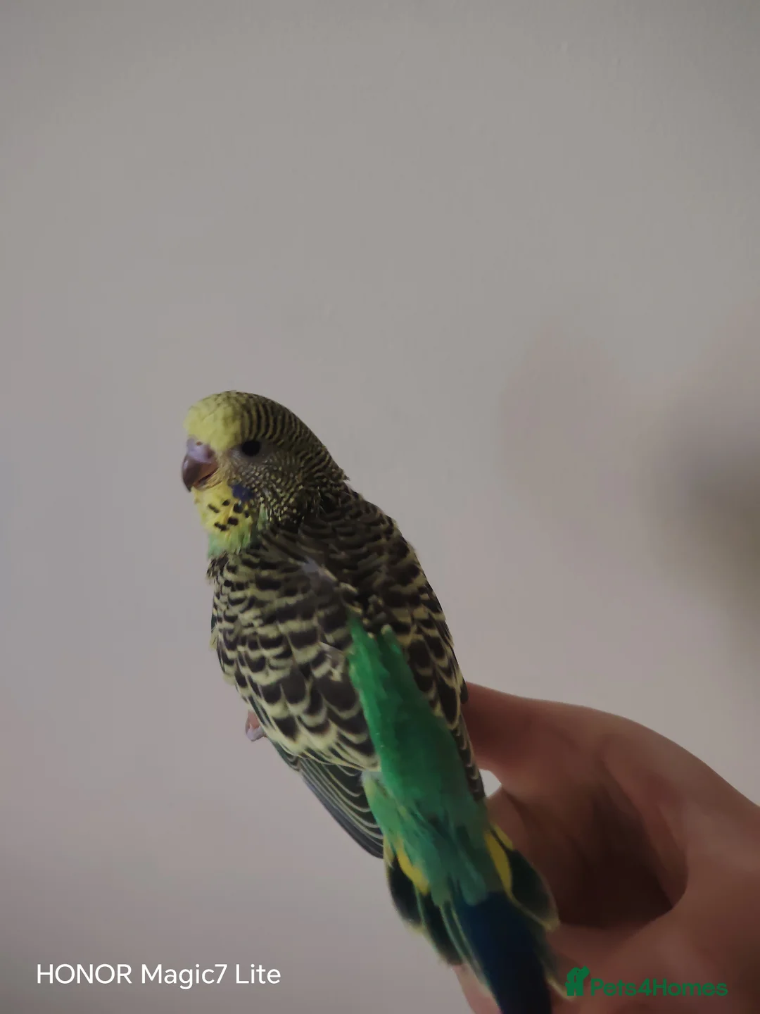 Budgerigars birds for sale: Beautiful Baby Budgies for sale  - Advert 7