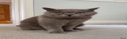 British Shorthair cats for sale: Beautiful adult british shorthair  - Advert 10