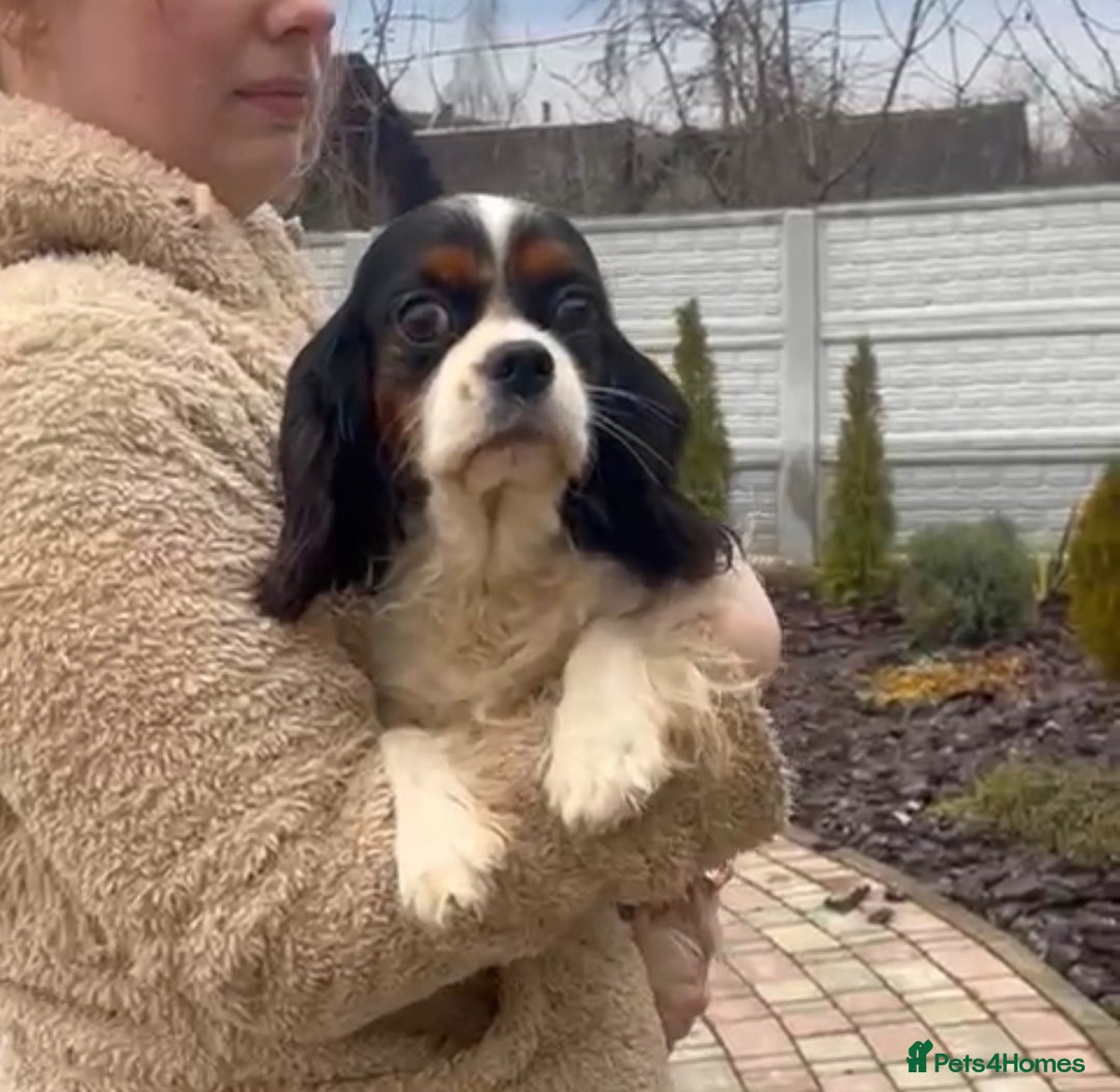 Cavalier King Charles Spaniel dogs for adoption: MAISIE – Cavalier King Charles Spaniel (Female) - Advert 2