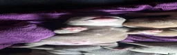 American Bully dogs for sale: Pocket bully pups  in Newcastle upon Tyne - Advert 5