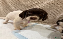 Cocker Spaniel dogs for sale: Cocker spaniel puppies ready for forever home - Advert 21