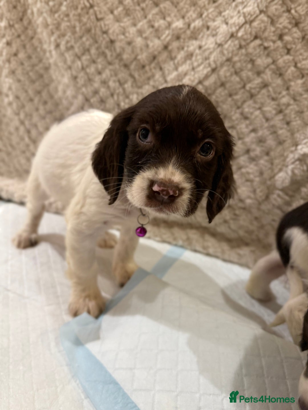 Cocker Spaniel dogs for sale: Cocker spaniel puppies ready for forever home - Advert 21