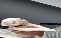 Pug dogs for sale: 7 boys ready to go next week!!!🩵 - Image 9
