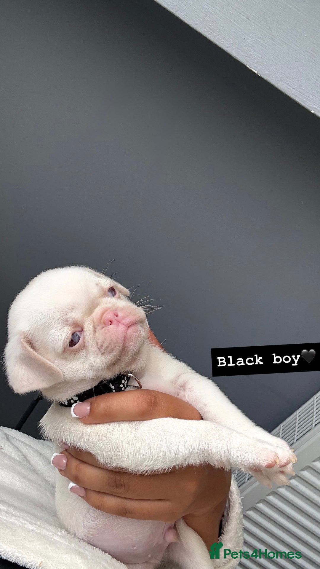 Pug dogs for sale: 7 boys ready to go next week!!!🩵 - Image 9