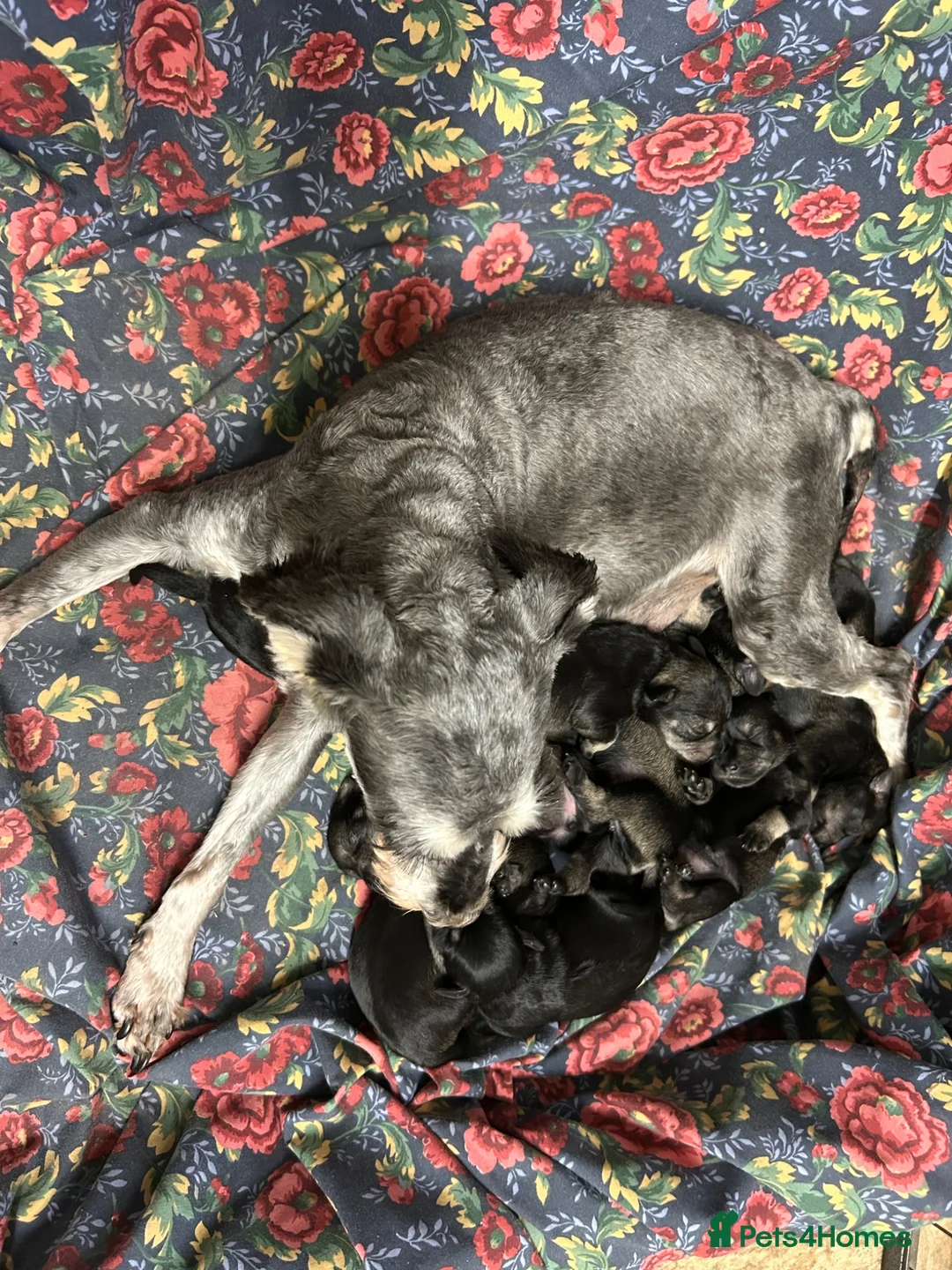 Miniature Schnauzer dogs for sale: Happy kc reg mini schnauzers - Advert 2