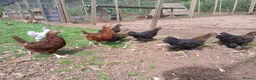 Chickens poultry for sale: Various young pullets - Advert 5