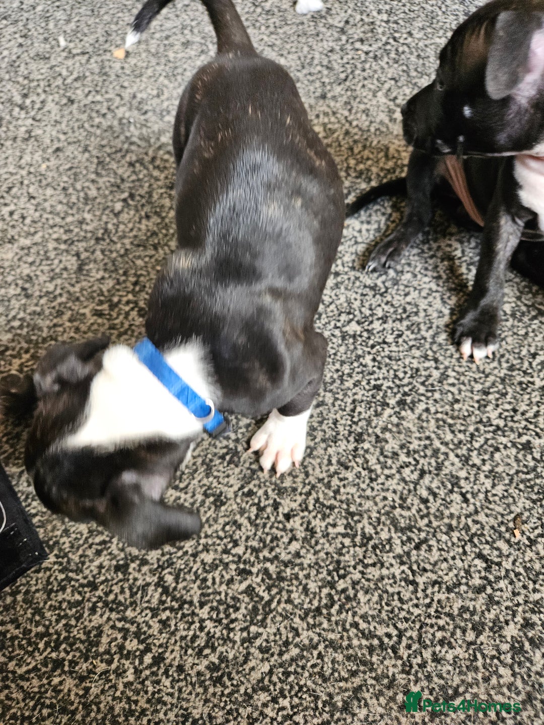 Staffordshire Bull Terrier dogs for sale: Full Staffordshire Bull Terrior puppies for sale - Image 24