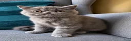 Exotic cats for sale: Exotic Shorthair Kittens For Sale - Advert 1