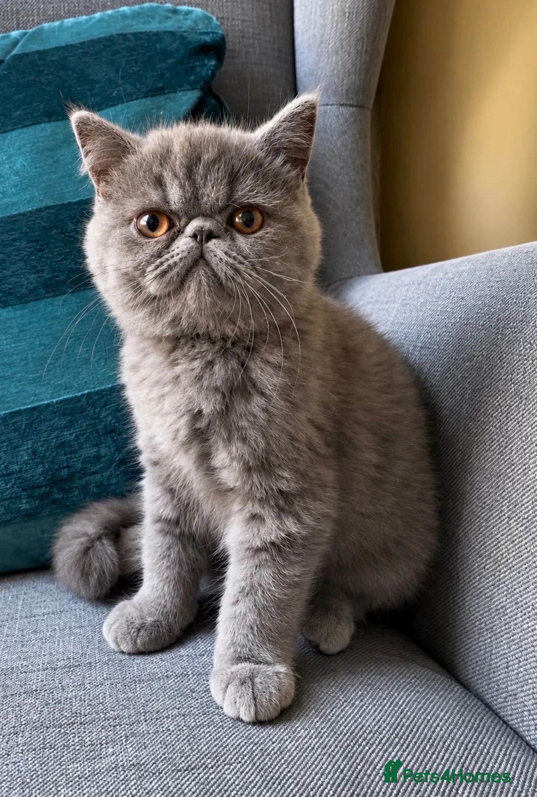 Exotic cats for sale: Exotic Shorthair Kittens For Sale - Advert 1
