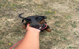 Dobermann dogs for sale: Desperate for her forever home! - Image 4