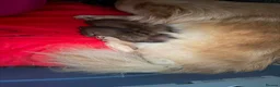 Chihuahua dogs for sale: 🩵 Stunning Long Coat Chihuahua Boy 🩵 - Advert 6