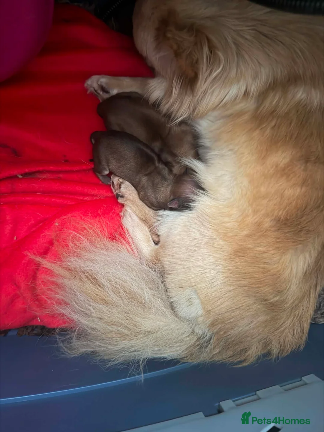 Chihuahua dogs for sale: 🩵 Stunning Long Coat Chihuahua Boy 🩵 - Advert 6
