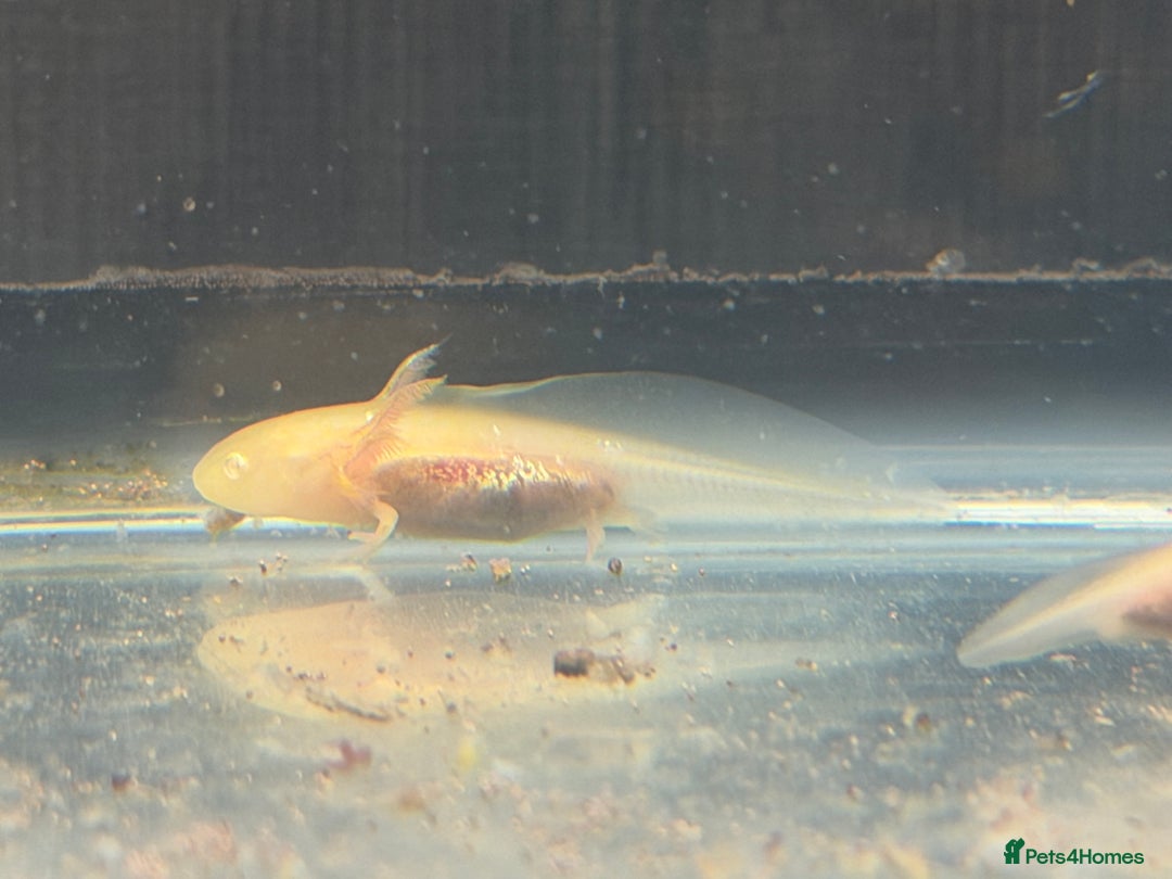 Axolotl reptiles for sale: Axolotl - Advert 6