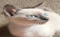Snowshoe cats for sale: Rare Pedigree Snowshoe Kittens  - Image 1