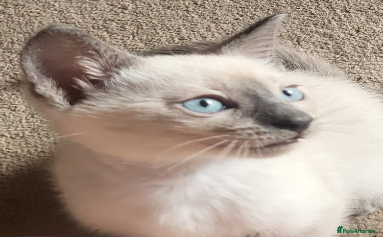 Snowshoe cats - Advert 2