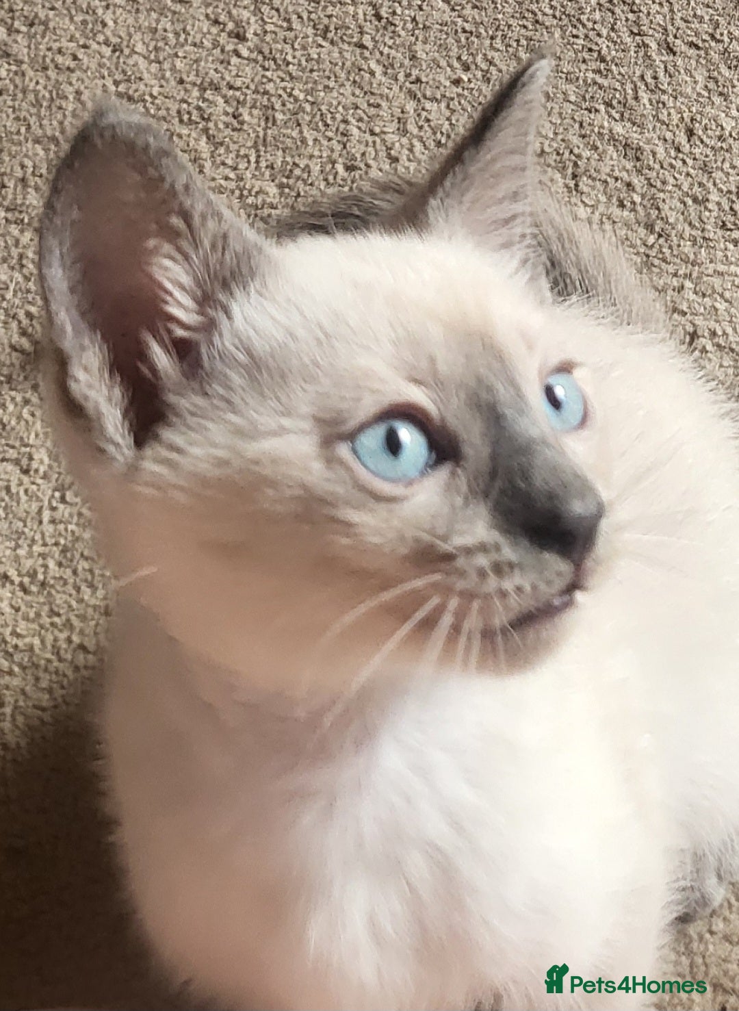 Snowshoe cats for sale: Rare Pedigree Snowshoe Kittens  - Image 1