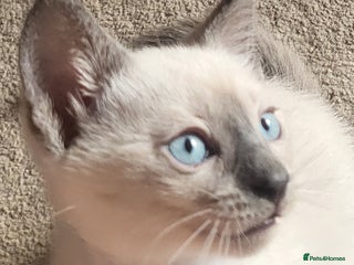 Snowshoe cats - Advert 1