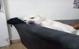 Labrador Retriever dogs for sale: White Labrador  - Advert 2