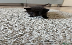 Mixed Breed cats for sale: Kittens for sale 1 left  in Glasgow - Image 3