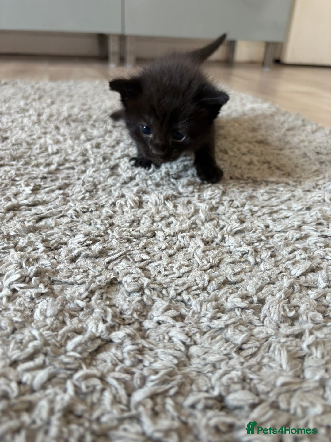 Mixed Breed cats for sale: Kittens for sale 1 left  in Glasgow - Image 3