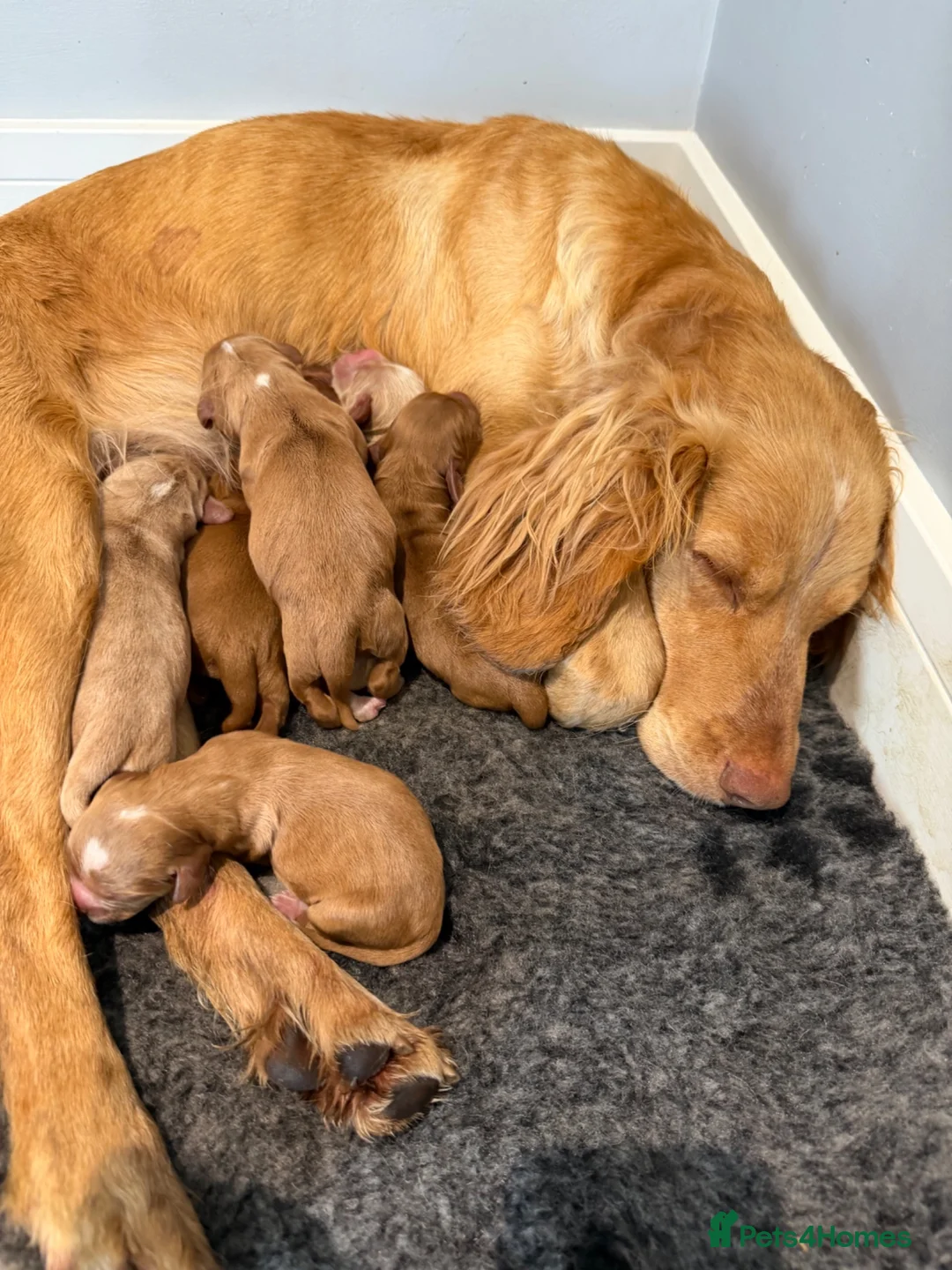 Cocker Spaniel dogs for sale: Outstanding KC Working Cockers Champion Bloodlines - Advert 9