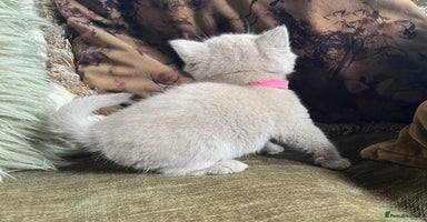Scottish Fold cats - Advert 5