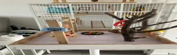 Conures birds for sale: Conure maybe 9 months old  in Gillingham - Advert 3