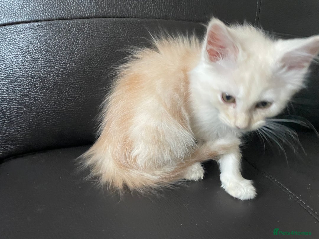 Maine Coon cats for sale: Maine Coon Cross Kittens  - Image 34