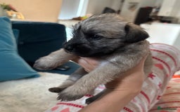 Miniature Schnauzer dogs for sale: Beautiful litter of Miniature Shnauzers  - Image 3