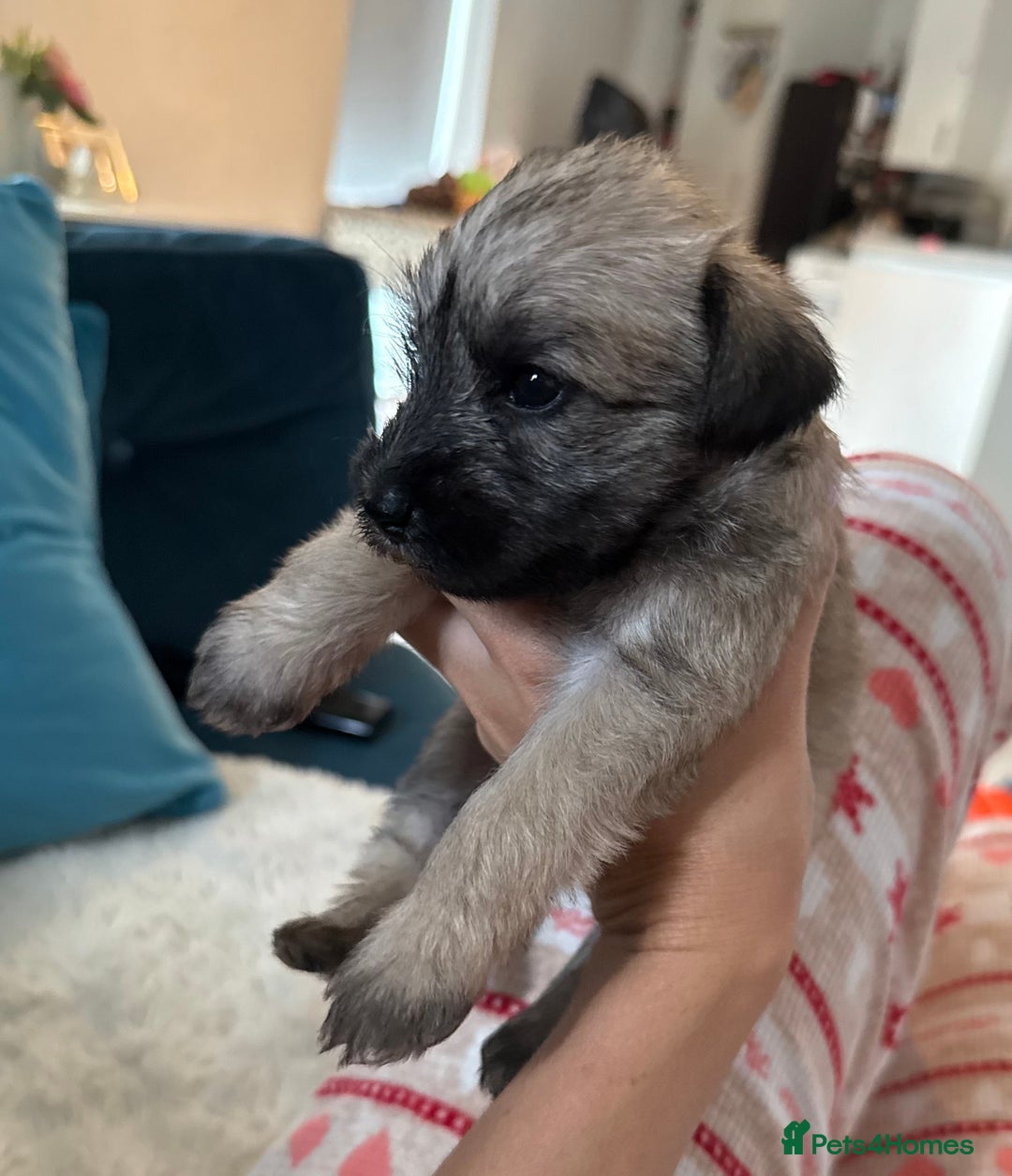 Miniature Schnauzer dogs for sale: Beautiful litter of Miniature Shnauzers  - Image 3