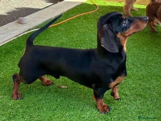 Miniature Dachshund dogs in Maryport - Advert 2