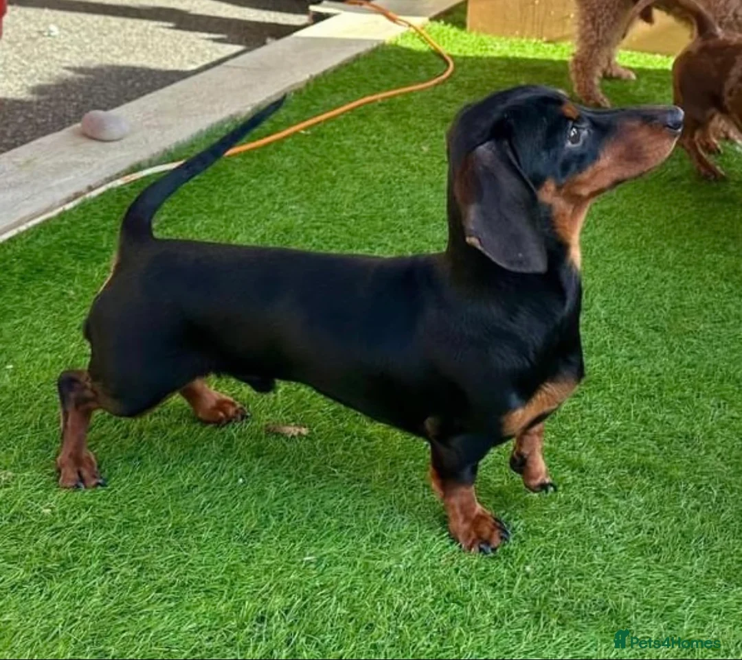 Miniature Dachshund dogs for stud: Gorgeous miniature dachshund  in Maryport - Advert 1