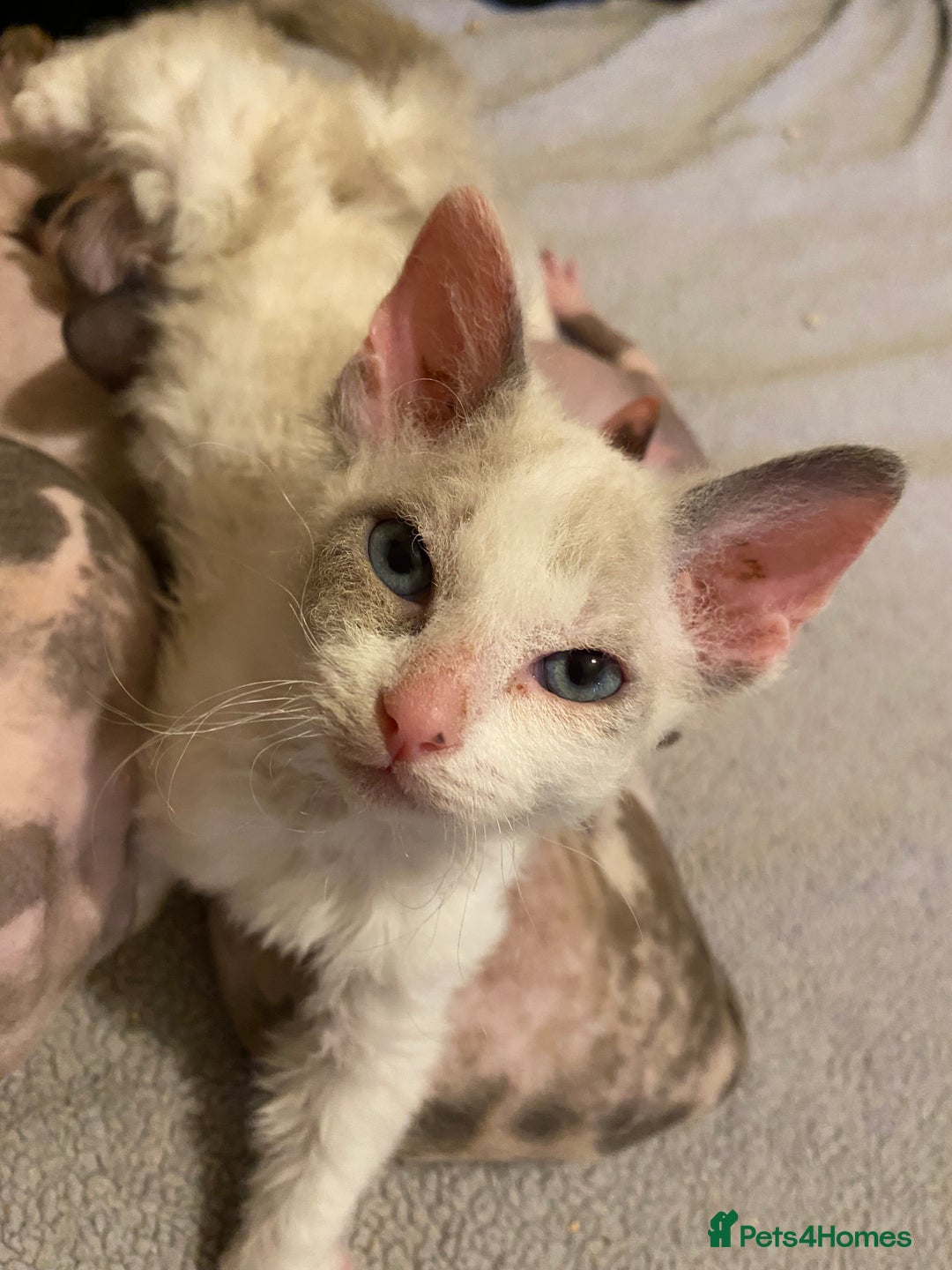 Sphynx cats for sale: Sphynx kittens 😍🥰🥰 - Advert 7
