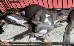 Whippet dogs for sale: Adorable Whippet Puppies for Loving Homes! 🐾💙 - Image 8