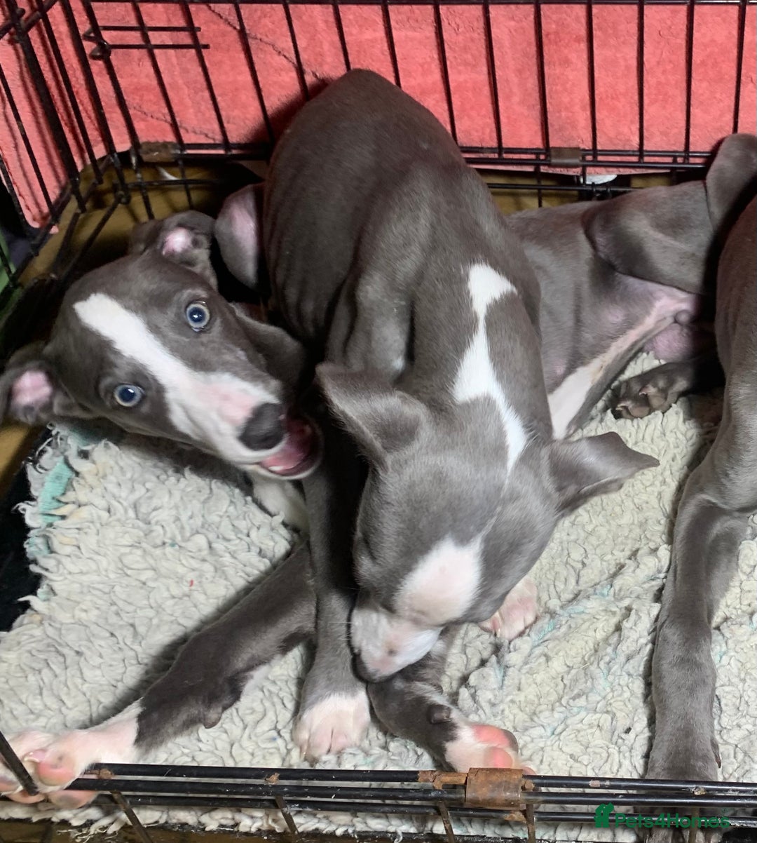 Whippet dogs for sale: Adorable Whippet Puppies for Loving Homes! 🐾💙 - Image 8
