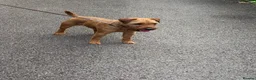 Mixed Breed dogs for sale: Male Lakeland  - Advert 6