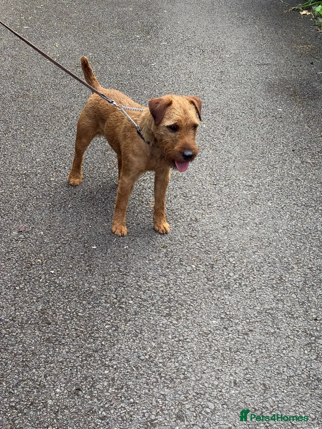 Mixed Breed dogs for sale: Male Lakeland  - Advert 6