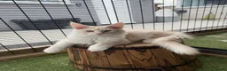 Maine Coon cats for sale: READY TO LEAVE Tica registered Maine Coons  - Advert 3