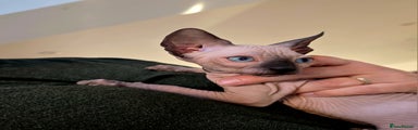 Sphynx Kitten 1