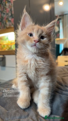 Maine Coon cats - Advert 16