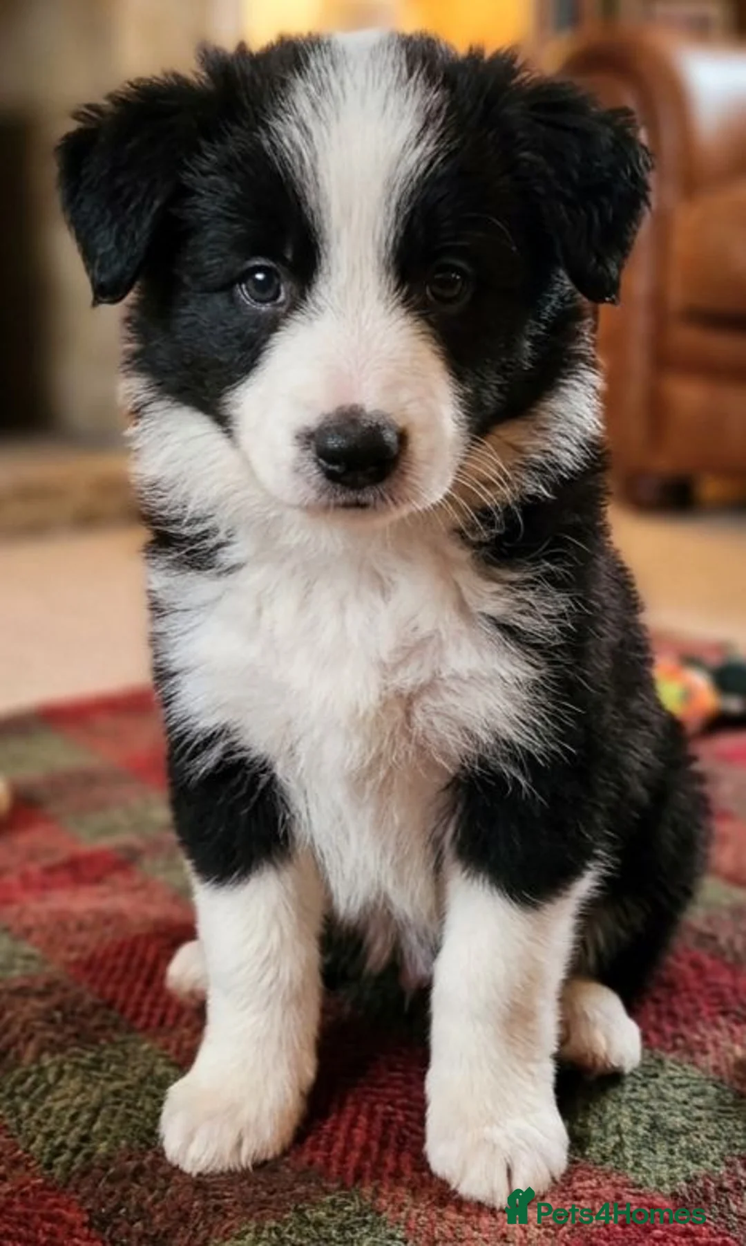 Border Collie dogs for sale: ​Border Collie Pups: Rare Slate Merle & B/W - Advert 2