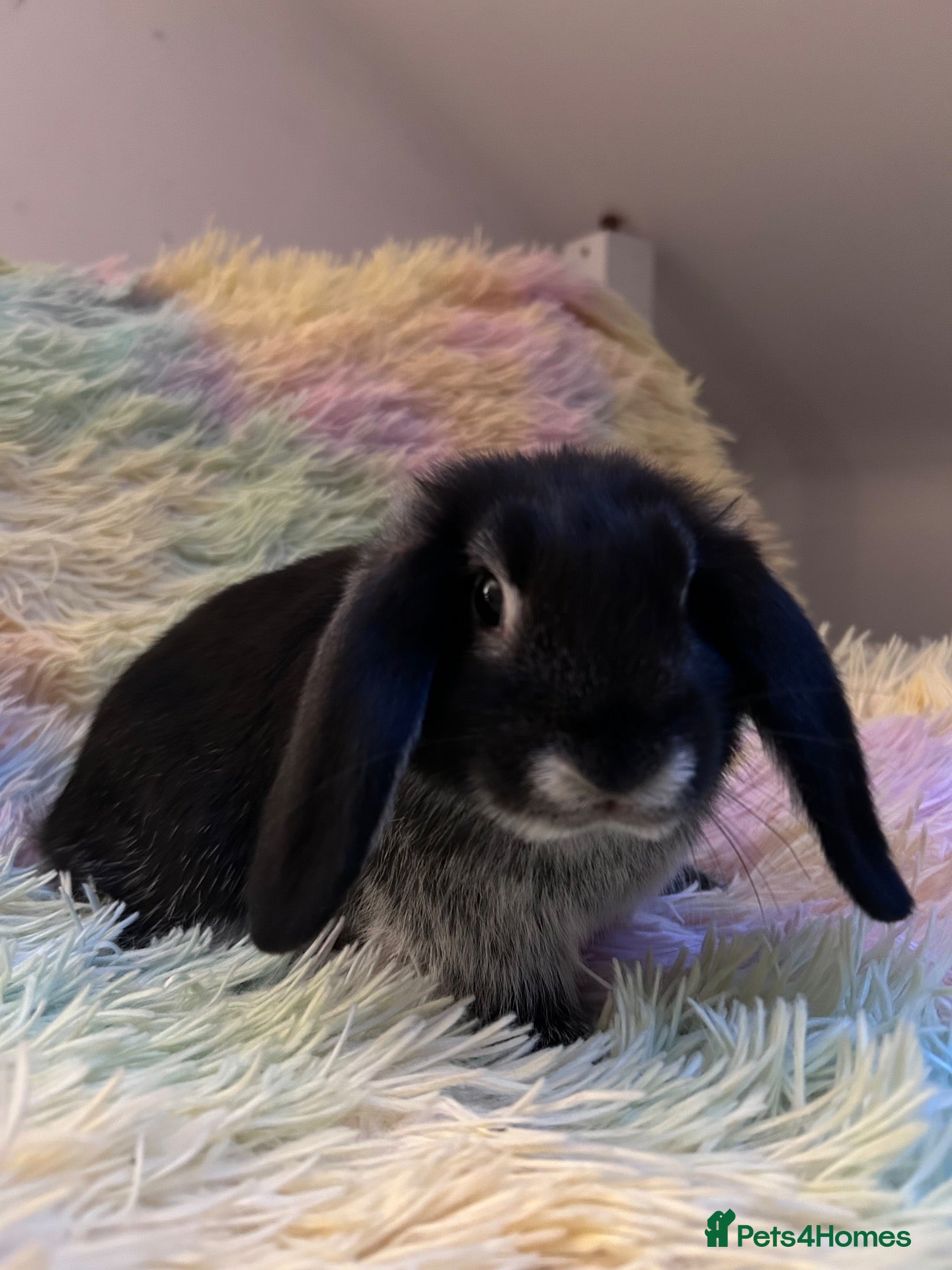 Mixed Breed rabbits Lionhead/Mini Lops - Advert 11