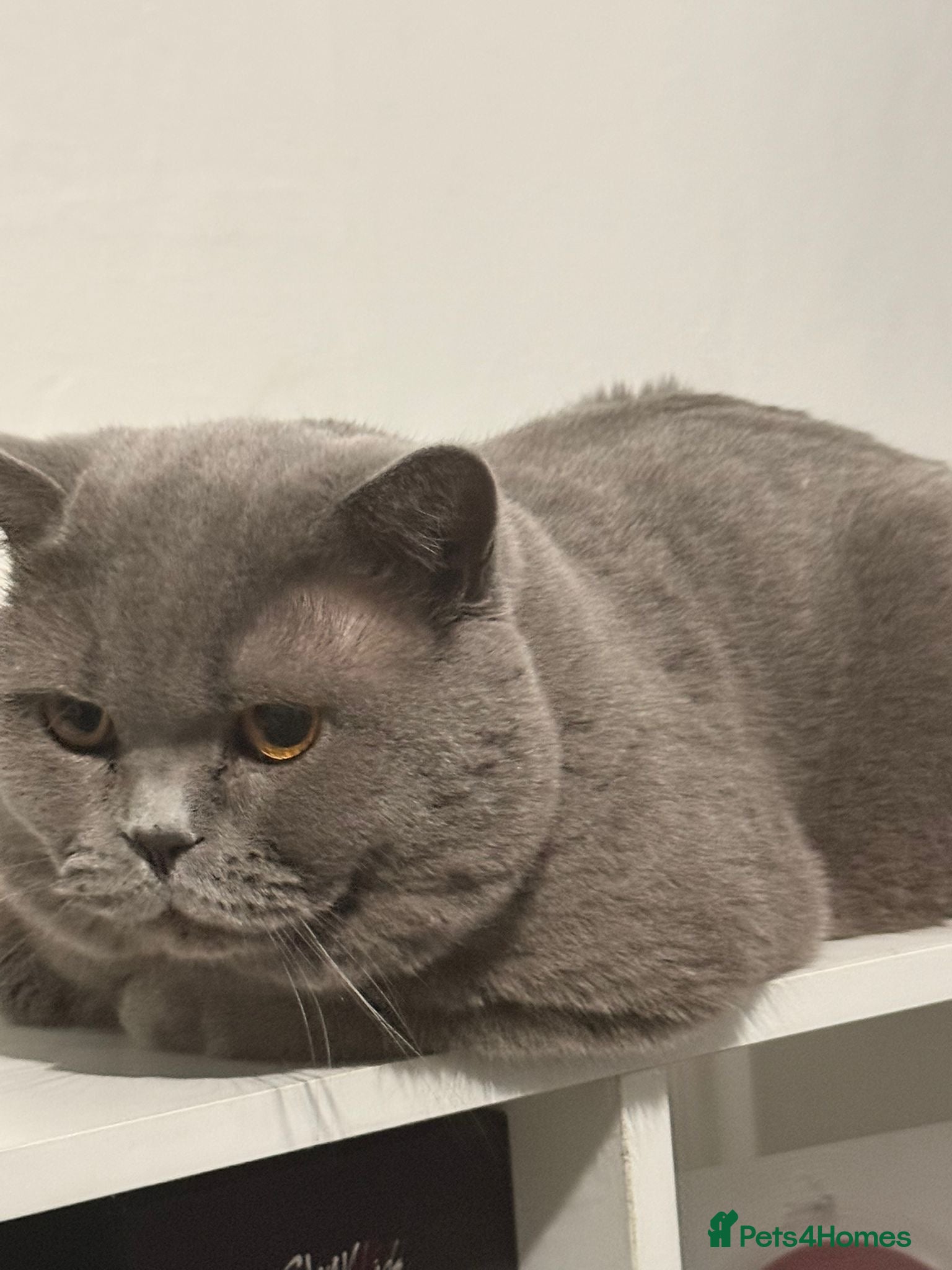 British Shorthair cats British shorthair male  - Advert 2