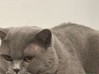 British Shorthair cats British shorthair male - Advert 1