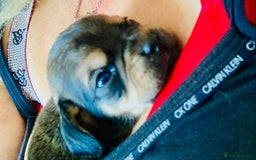 Mixed Breed dogs for sale: Daug puppies - Image 2