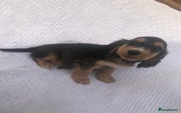 Cocker Spaniel dogs for sale: Cocker Spaniel Puppies for sale  - Image 4