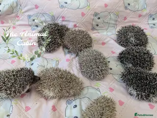 Pygmy Hedgehog rodents for sale: African pygmy hedgehog babies. Very friendly! - Advert 1