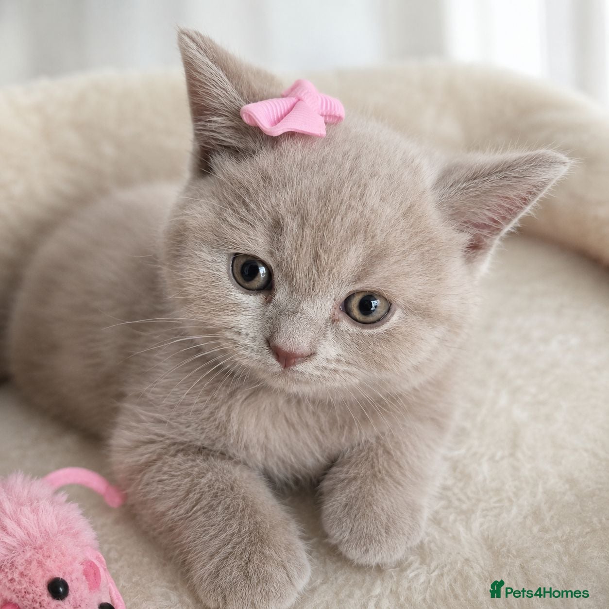 British Shorthair cats British shorthair kittens  - Advert 13