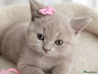British Shorthair cats British shorthair kittens - Advert 4