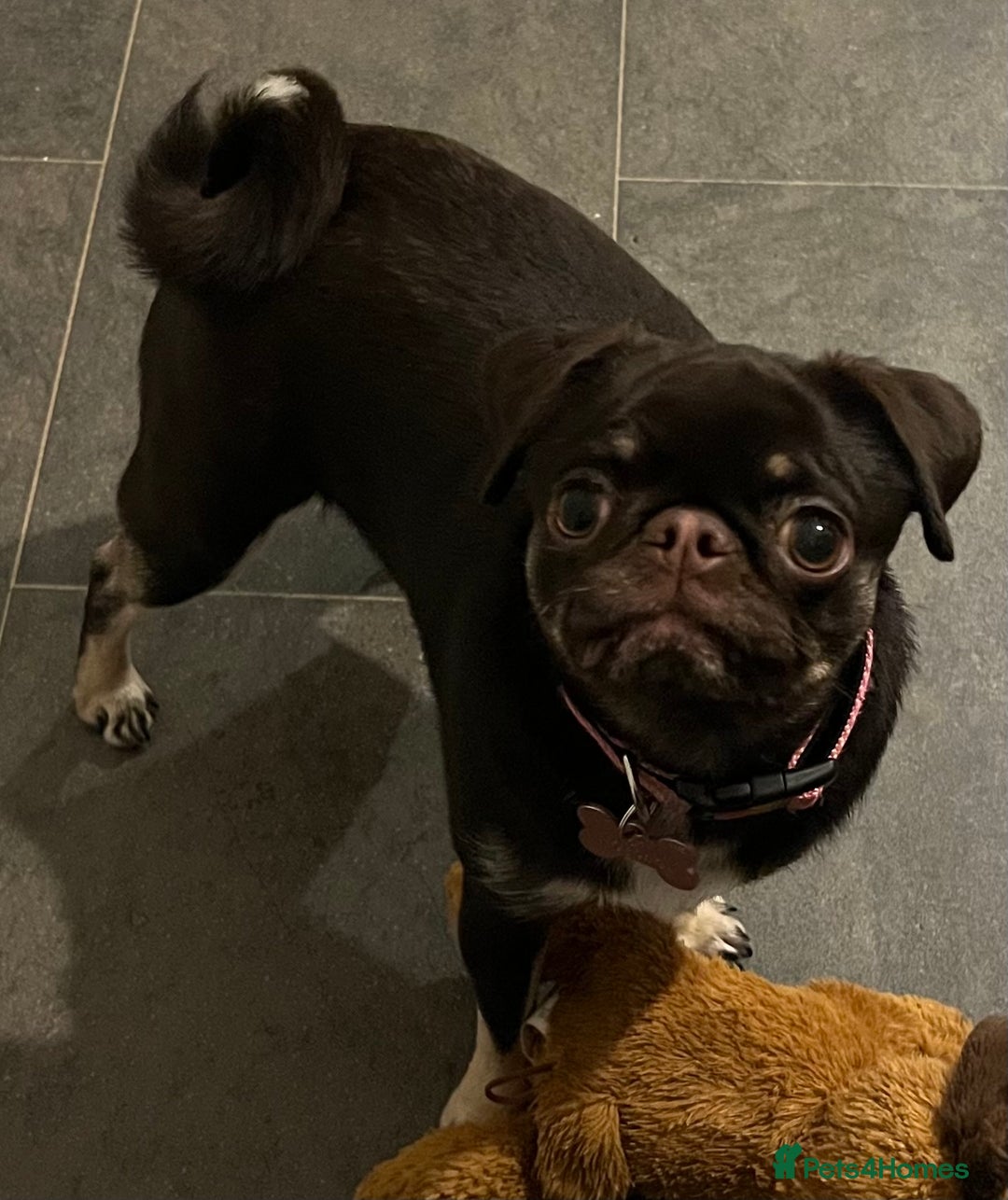 Pug dogs for sale: Tiny pug girl - Advert 21